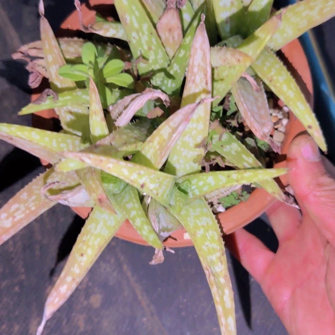 小***嘛块根植物块根植物块根植物