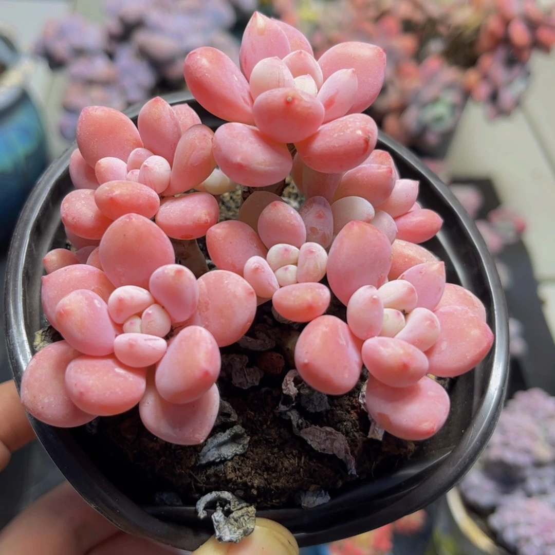 272樱花洛神9厘米多肉