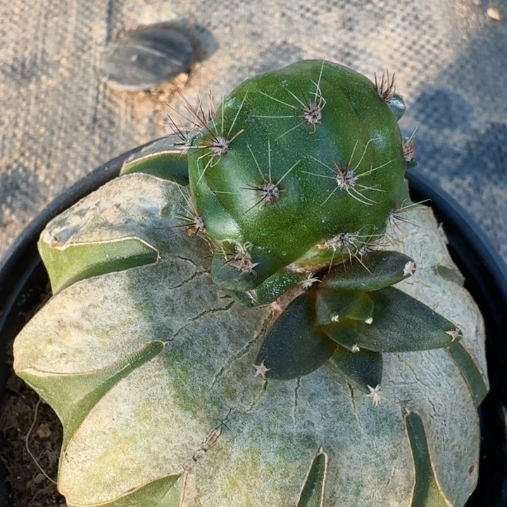 823龙角嵌合体牡丹仙人球