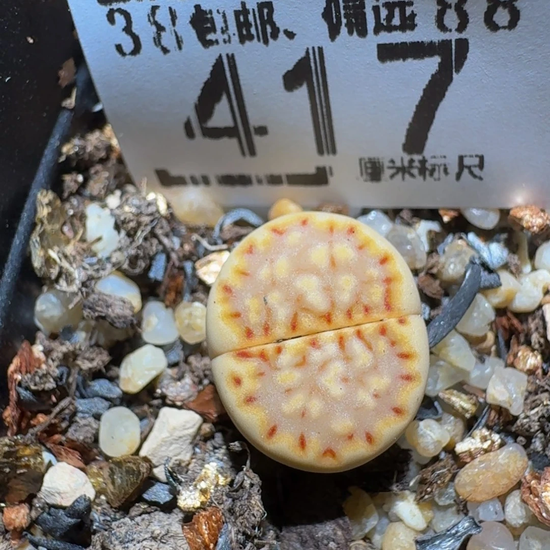 zzzzz生石花肉锥417