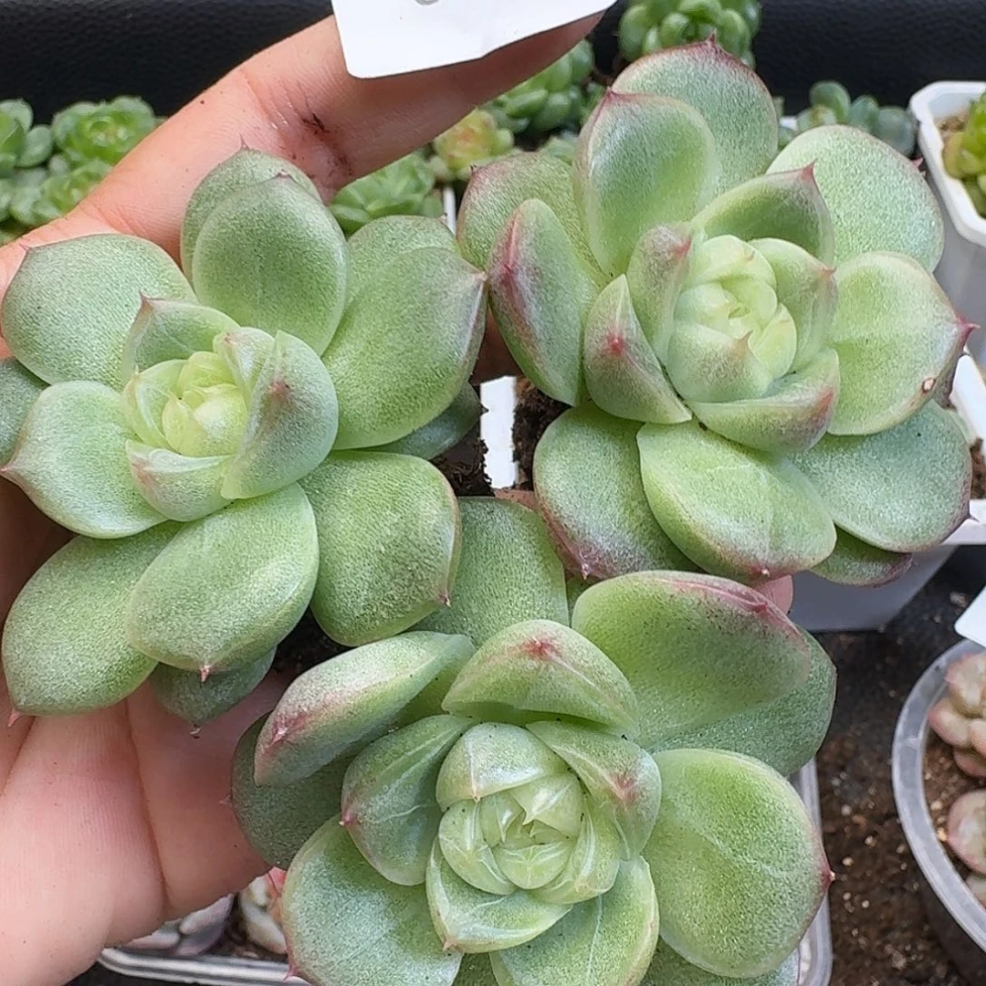 一物一拍一物一拍917-577