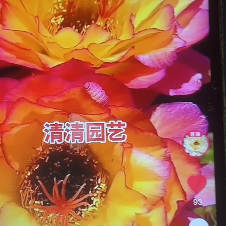 清清苏乞儿根瑕疵尺寸3厘米加