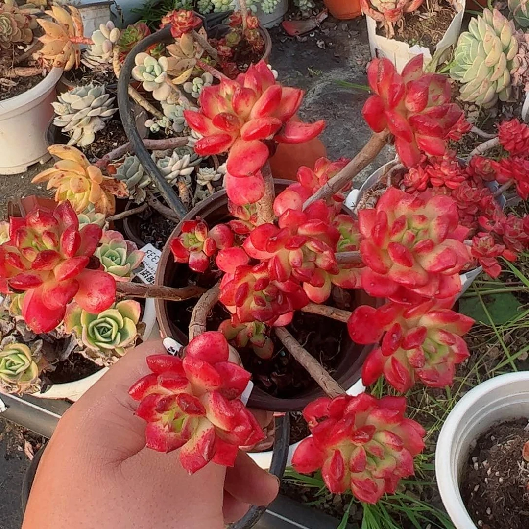 小灯笼三盆老桩露养