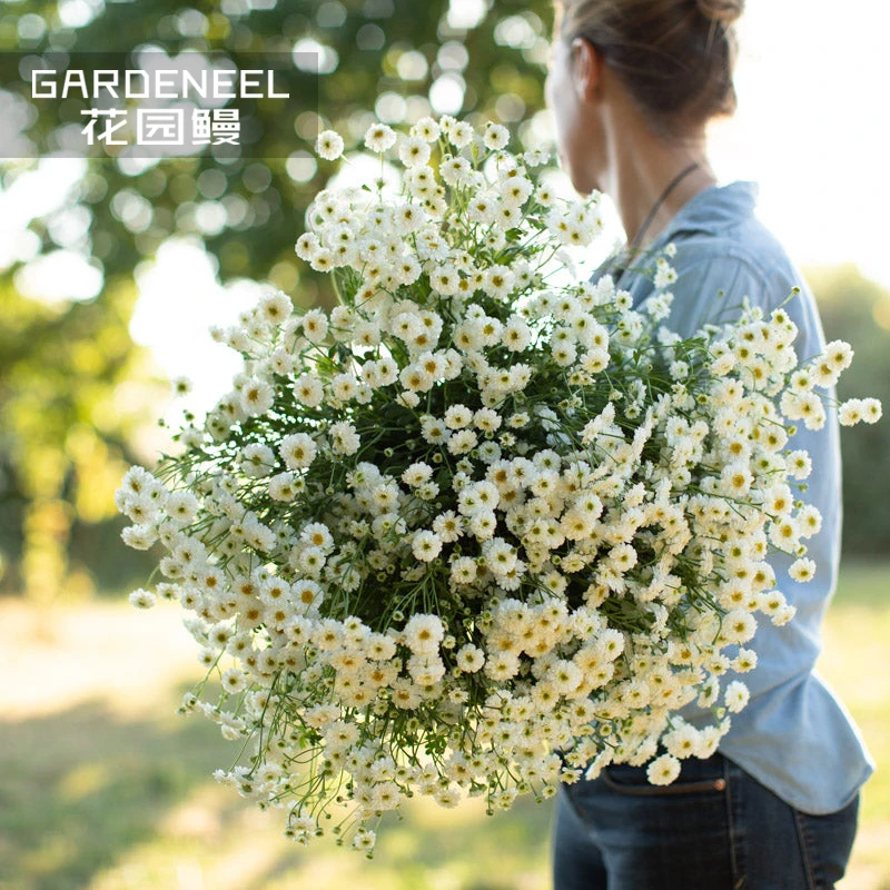 花园鳗重瓣短舌匹菊小女孩单瓣切花洋甘菊田园风爆花草花易种盆栽