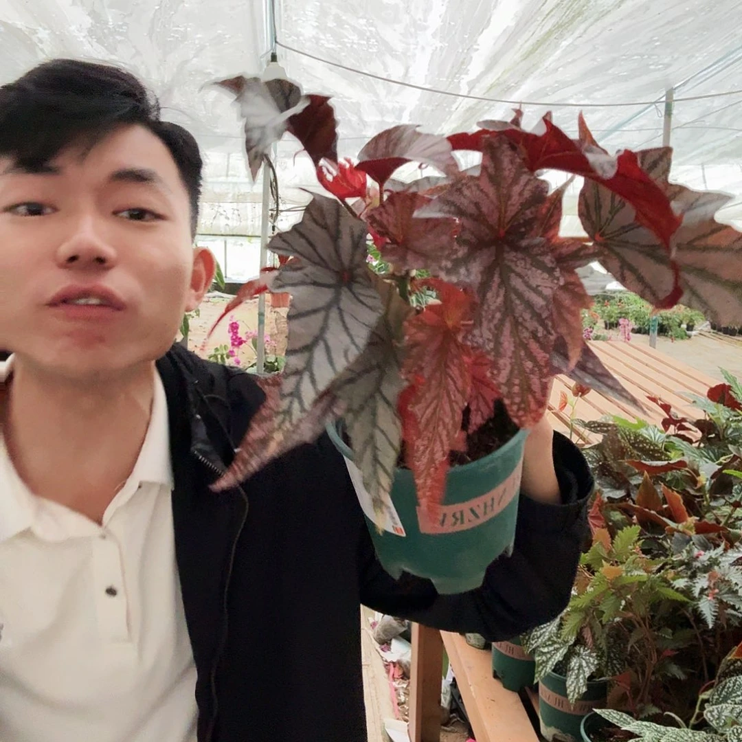 完全开放竹节101号