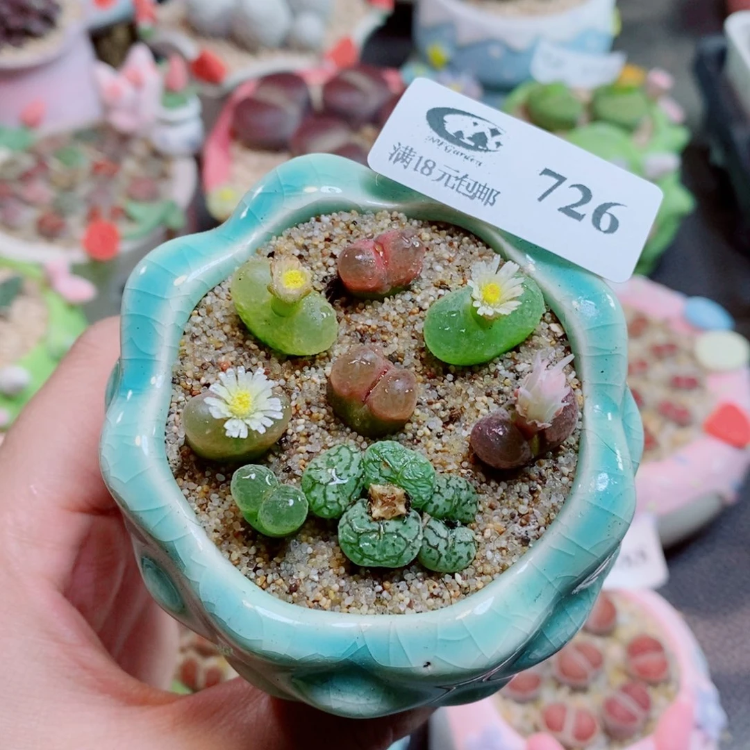 生石花花花花花726