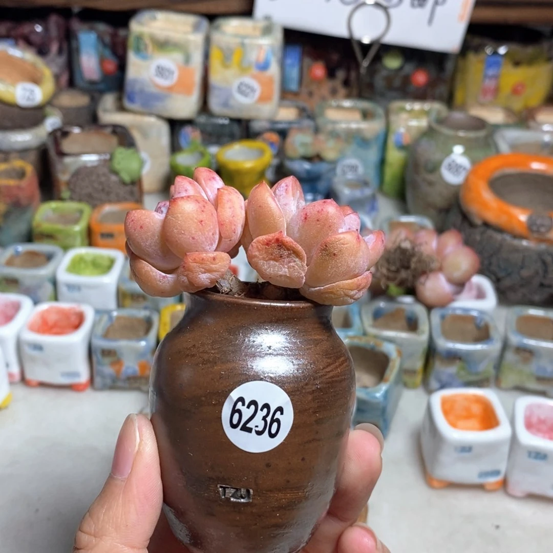 拍5送一个小礼物