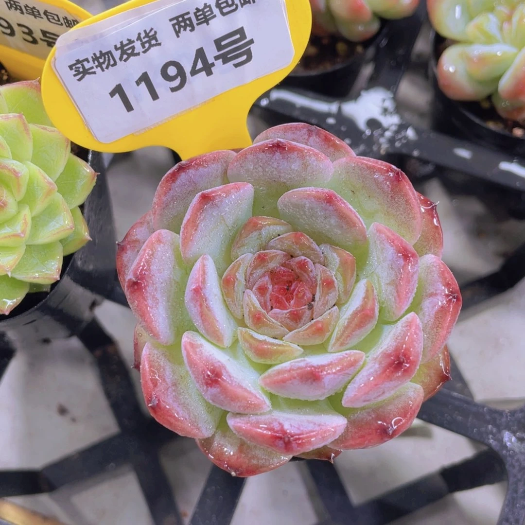 1194号 孤品糖心一个