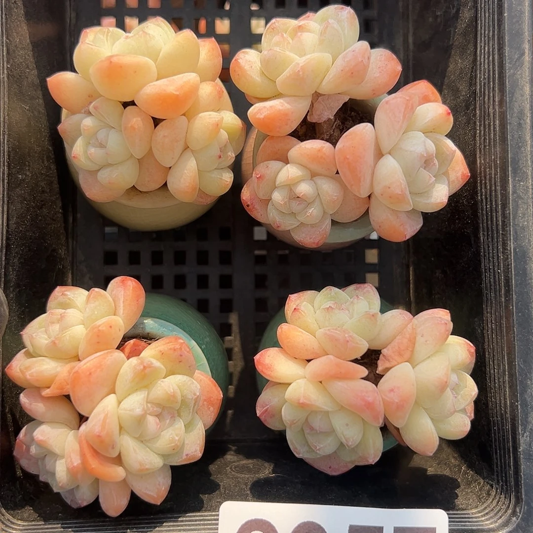 2957，四个三头冰玉带盆发