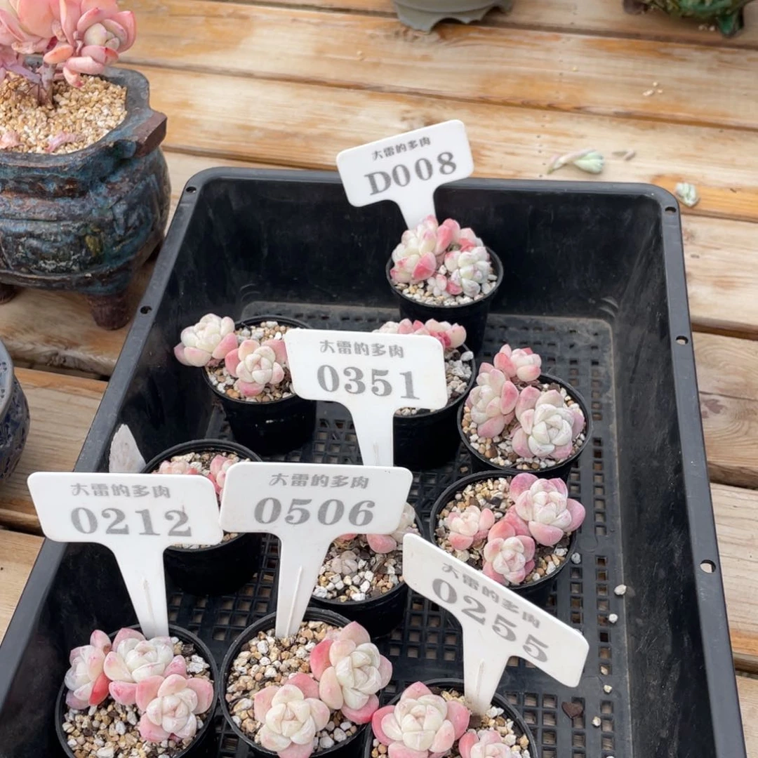 元***饱0351021205060255冰玉啦啦