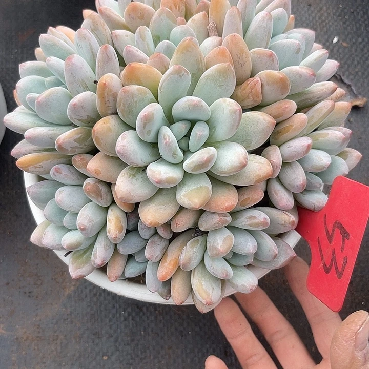 球***球两单包邮，一物一拍53