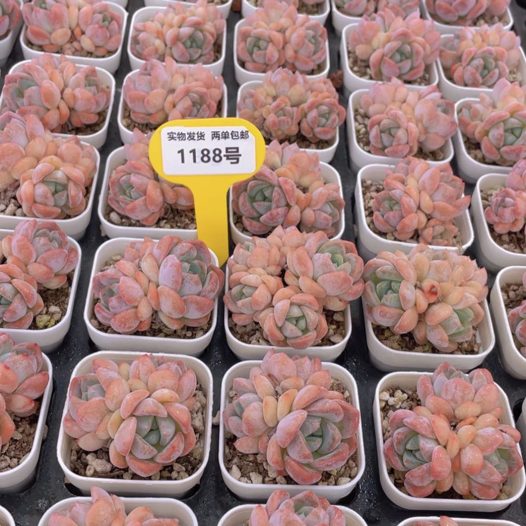 1188号 太妃糖群生一个