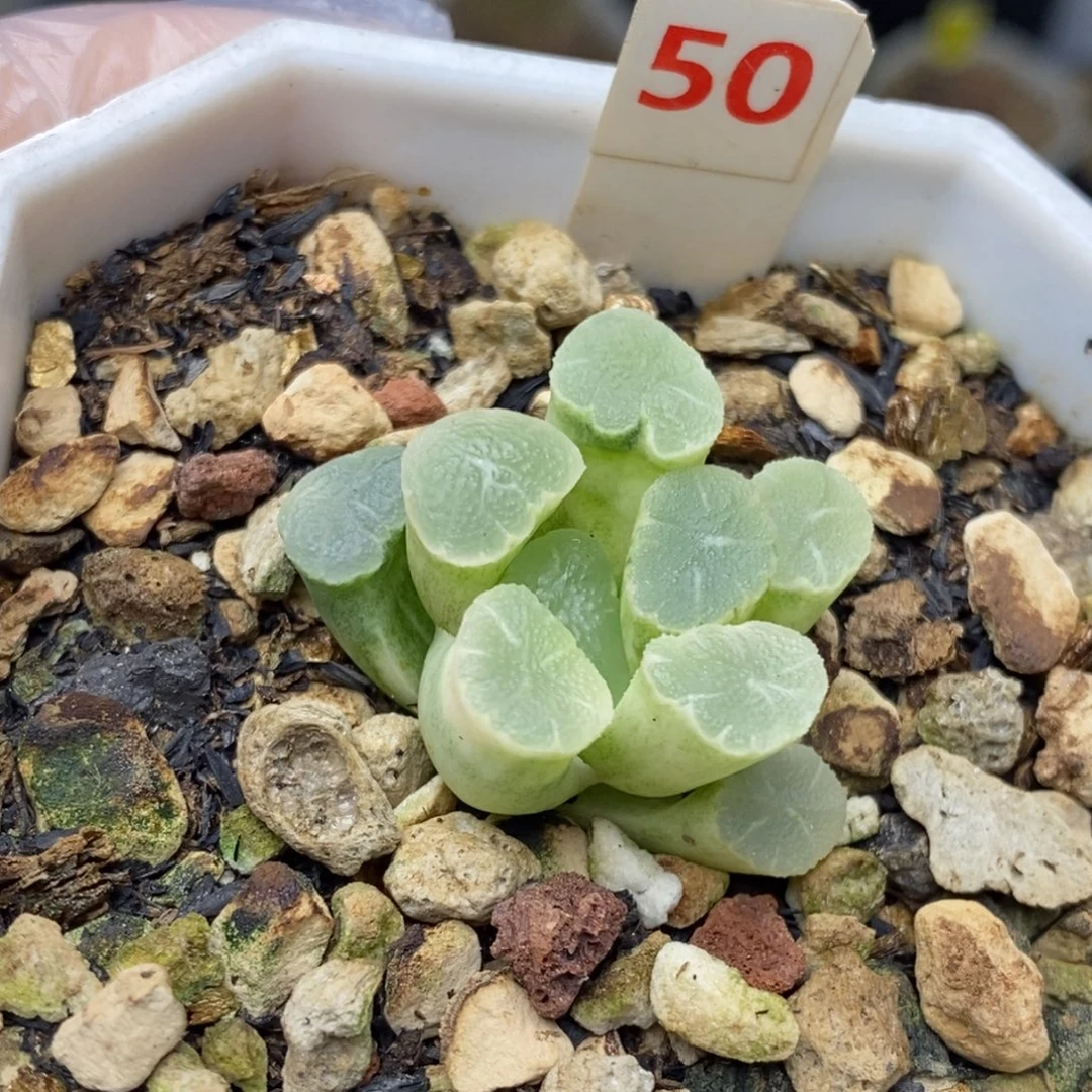 50号实生万象锦多肉