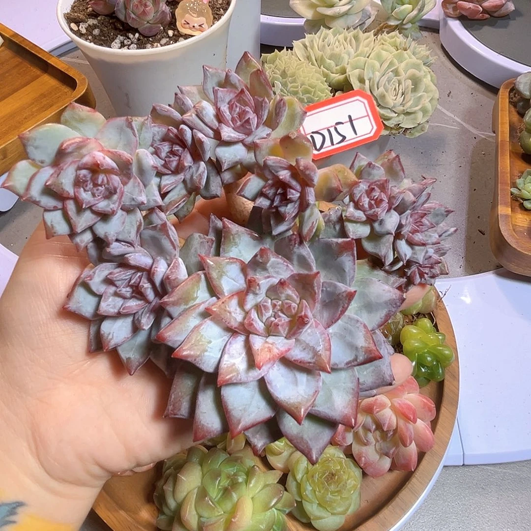 D151 一物一拍 钻石粉蓝鸟