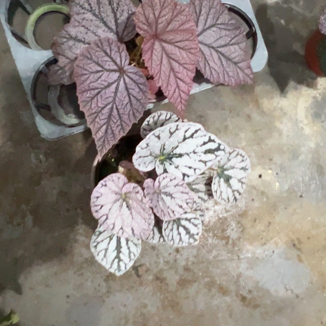 宝***丶无花朵33一层保温棉