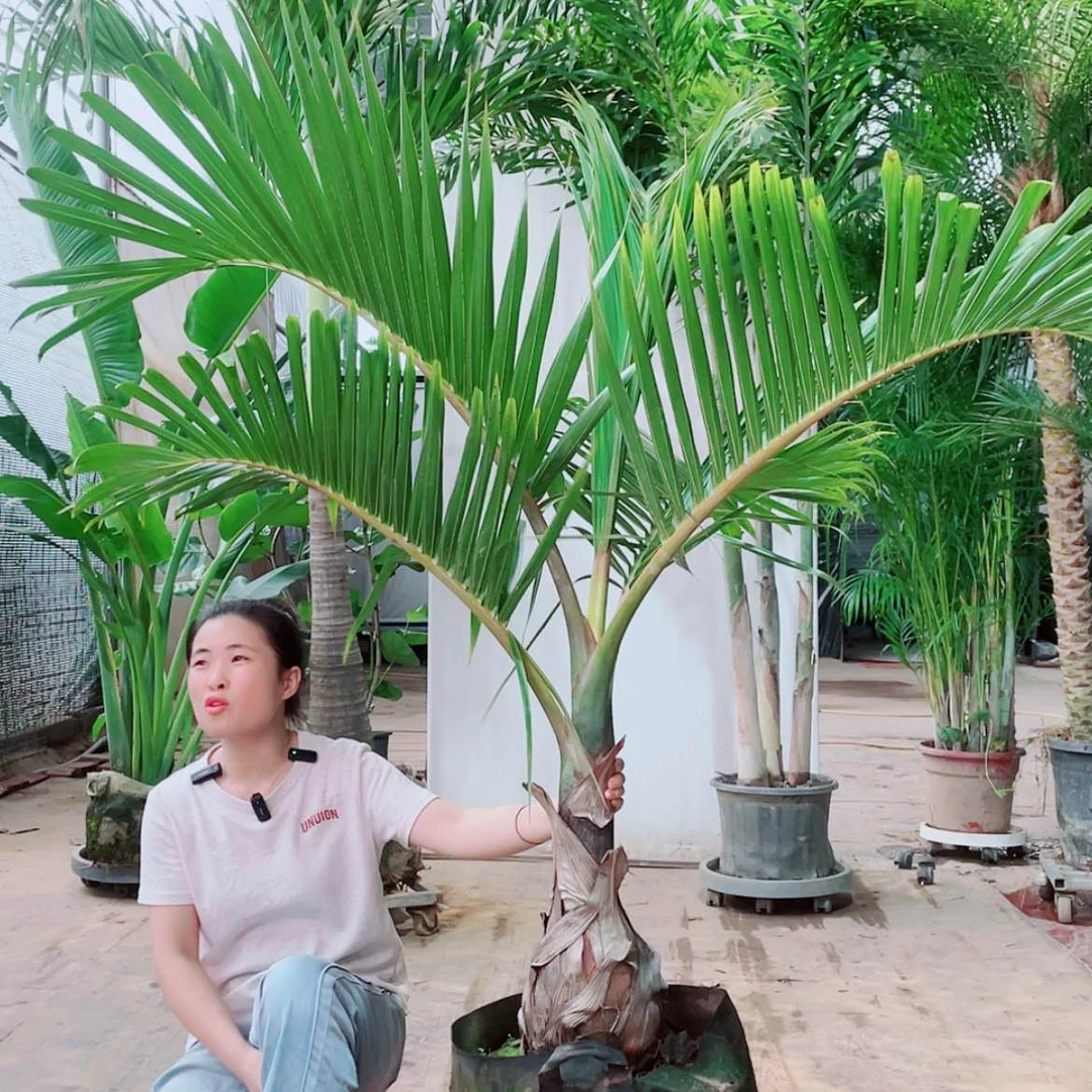 【闪购商品】完全开放任*军我356899999900