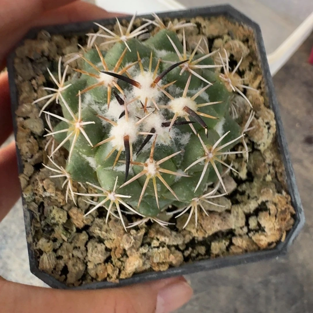 实生钢钉仙人球多肉植物