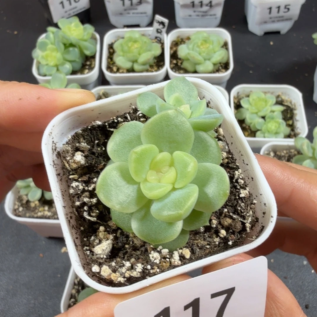 虹***双头谪仙一物一拍117