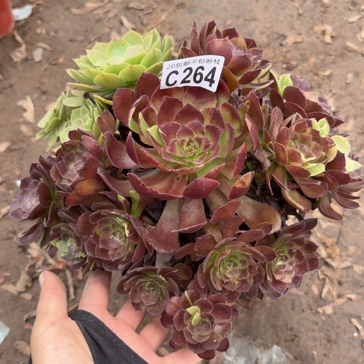 黑寡妇……多肉植物……