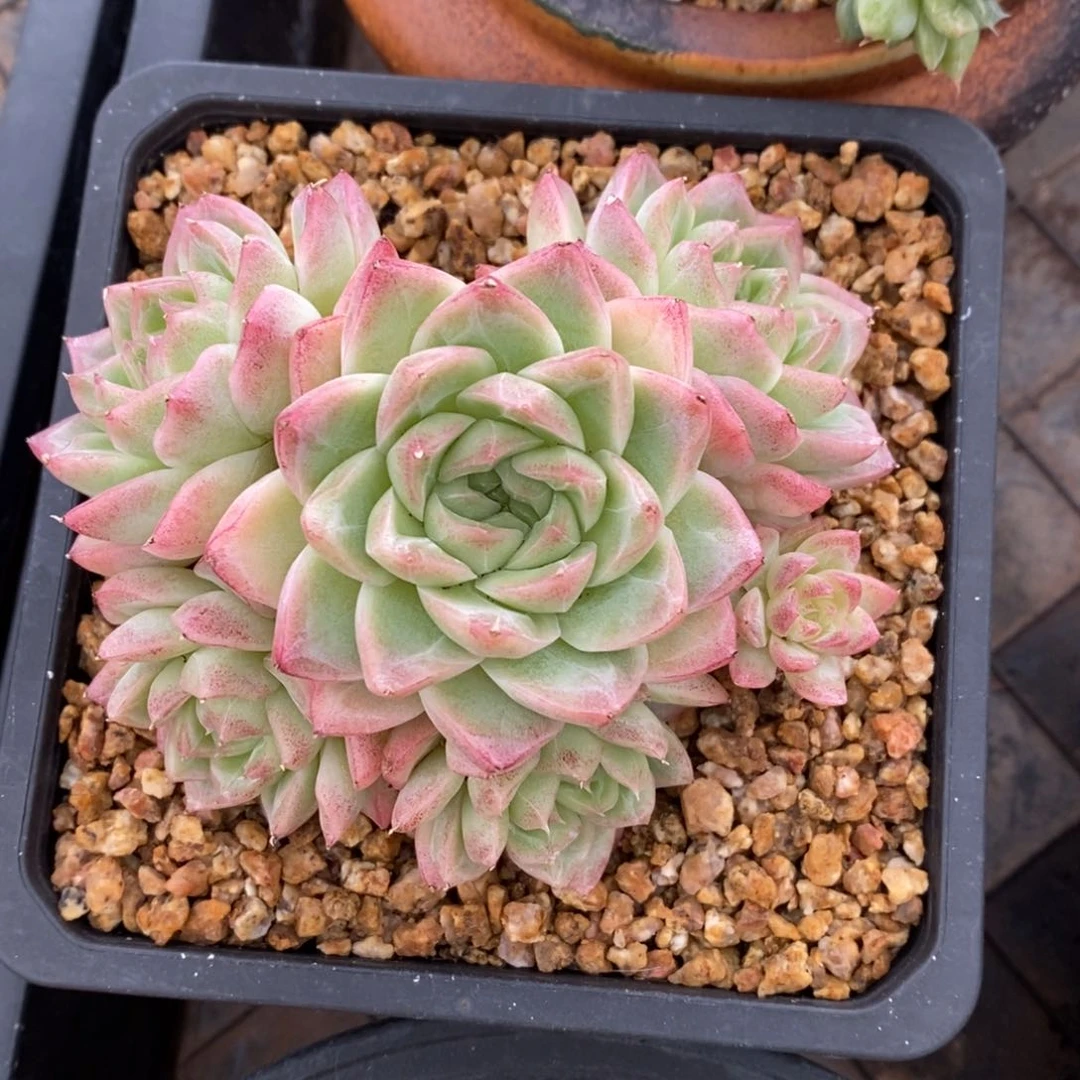 精品多肉一物一拍不包整262