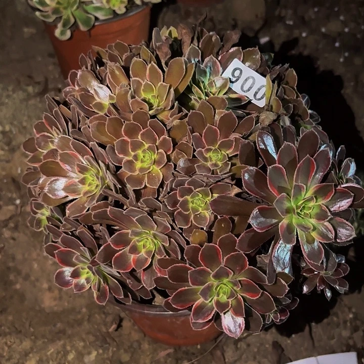 900变异多肉植物不售后