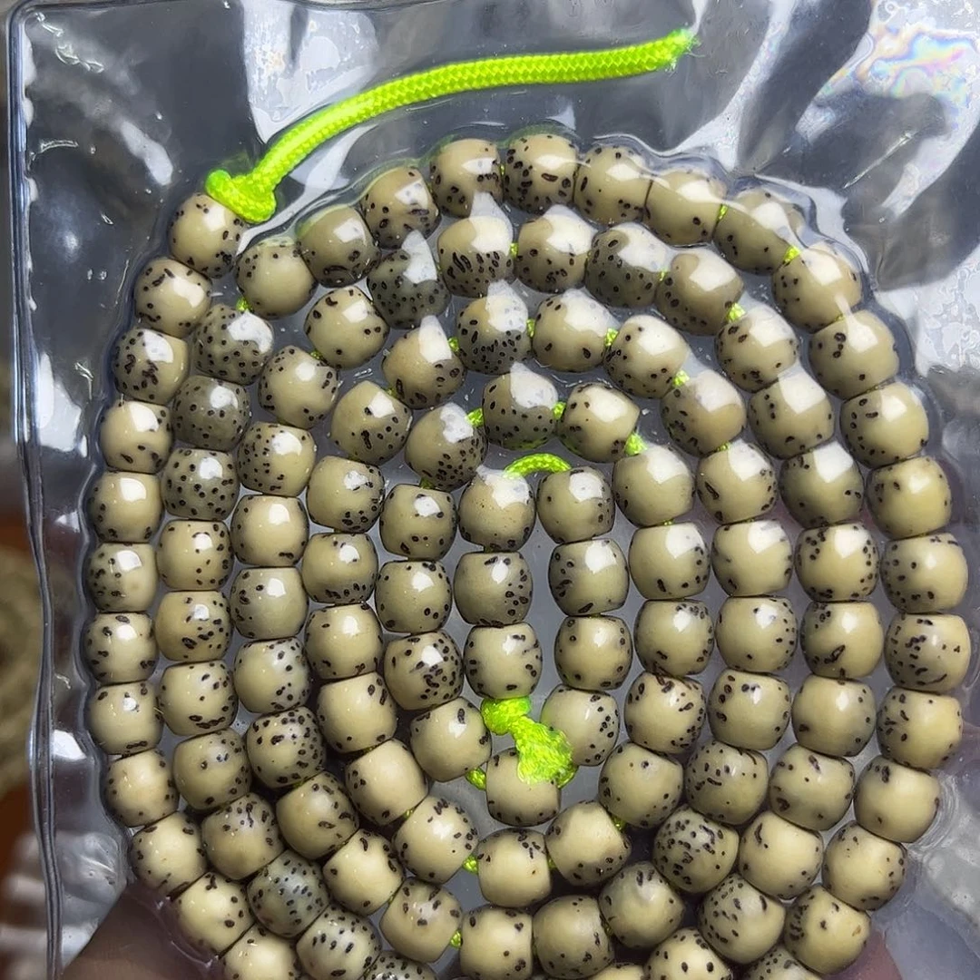 绿背河豚108-6×5