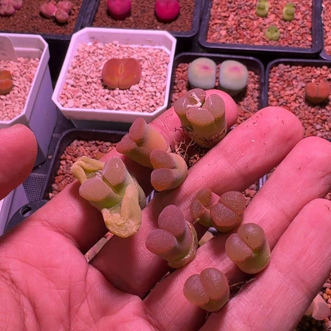 啾***哇云缦精品番杏27.21