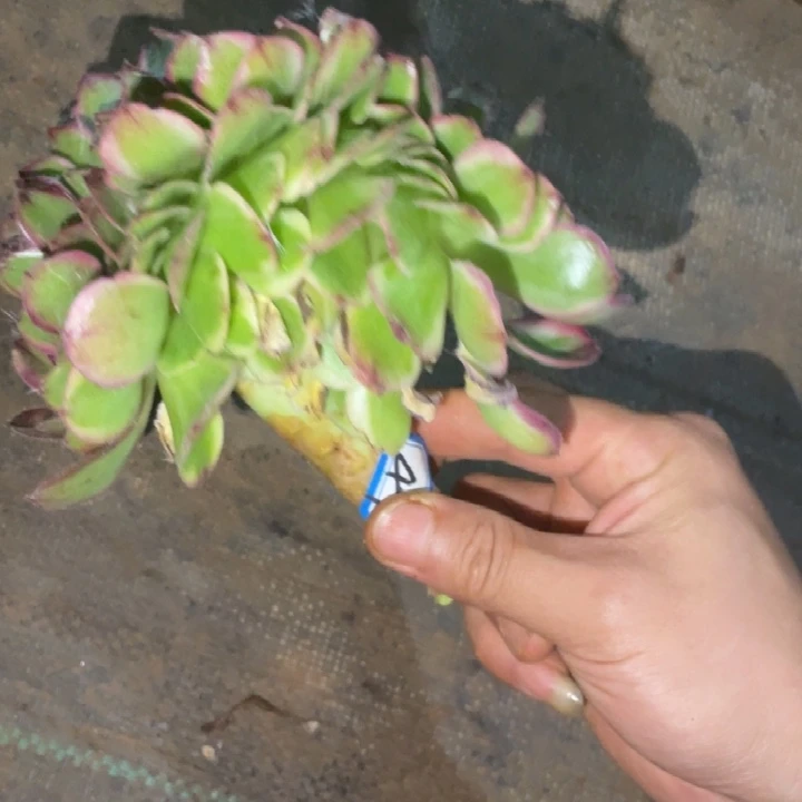 47，不带根荔枝缀化法师