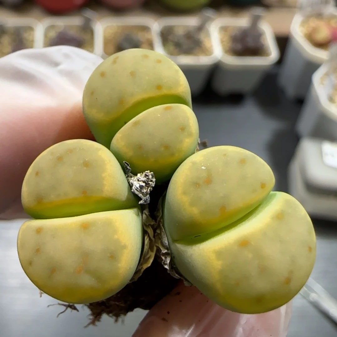 11.3。福利奶油绿神笛。5004