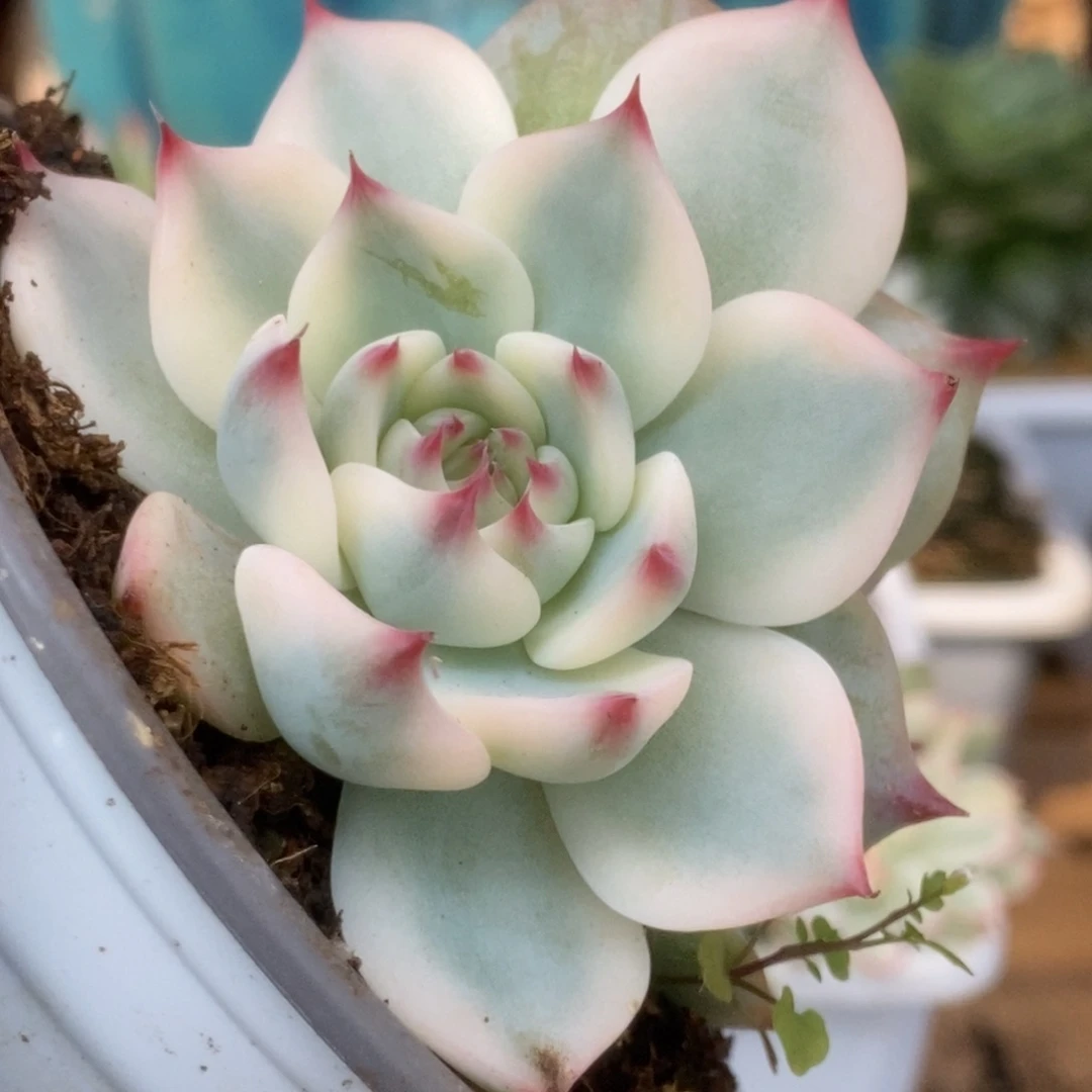 206锦锦锦锦锦锦锦锦锦