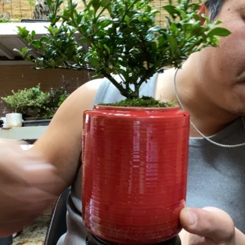 红陶一物一拍所见即所得42