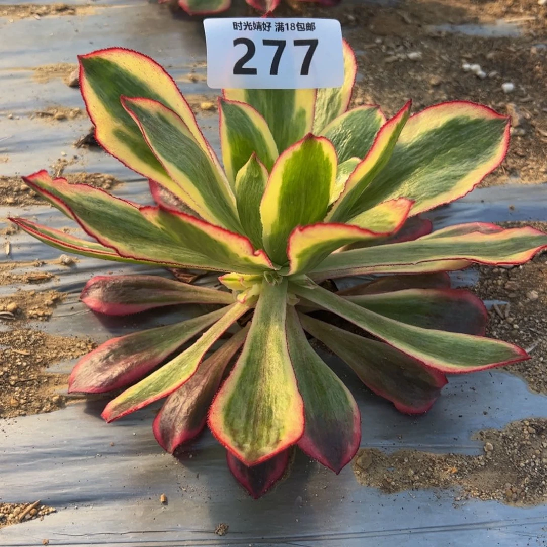 277魅影多肉植物