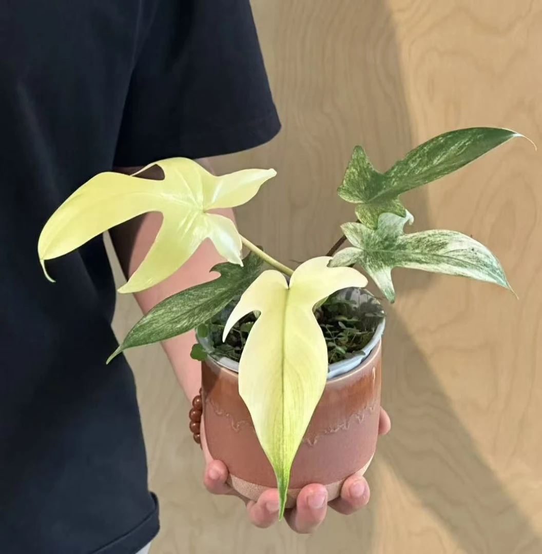 【幽灵飞机蔓绿绒】室内高端好养观叶绿植