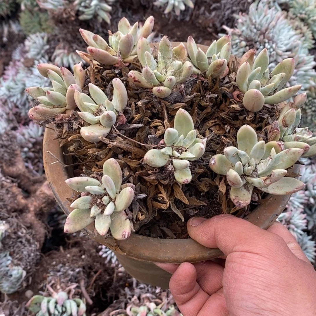 红*?3154哈哈哈哈哈哈哈哈哈