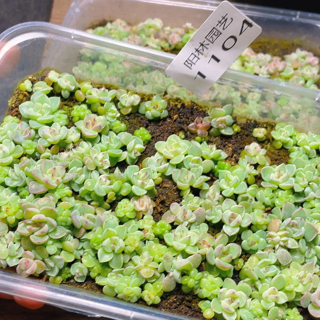 多肉植物多肉植物1104