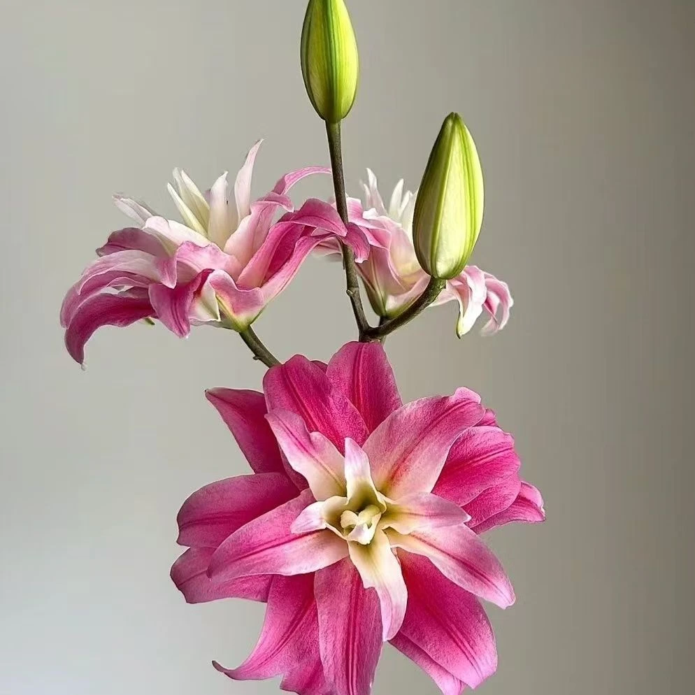 红丝带重瓣香水百合昆明基地直发包邮