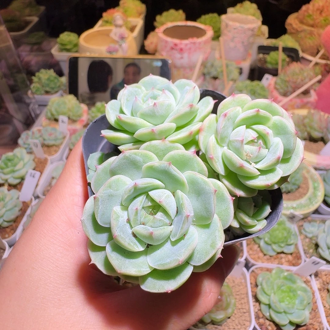 稀***_稀奇古怪专拍哈哈哈哈