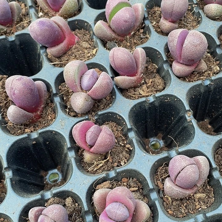 小紫元宝2元带土发