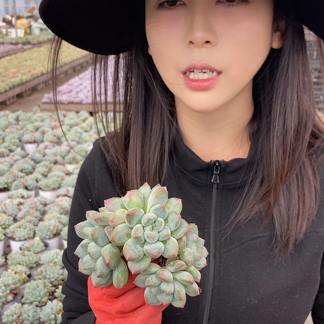 27-7胖体奶糖三头随机发货