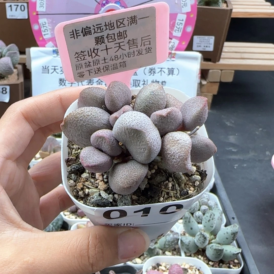 010甜心多肉植物