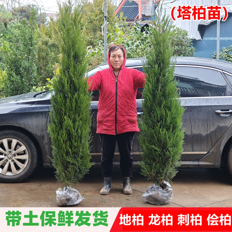 塔柏树苗柏树苗桧柏圆柏松树塔柏小树苗龙柏松侧柏树苗园林绿化