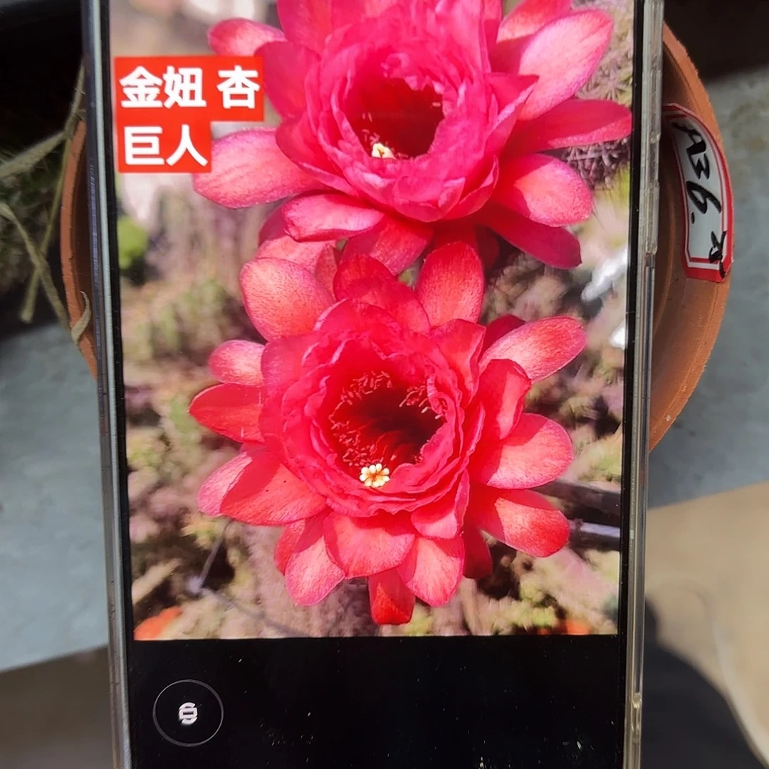 杏巨人金10公分侧牙20包邮30