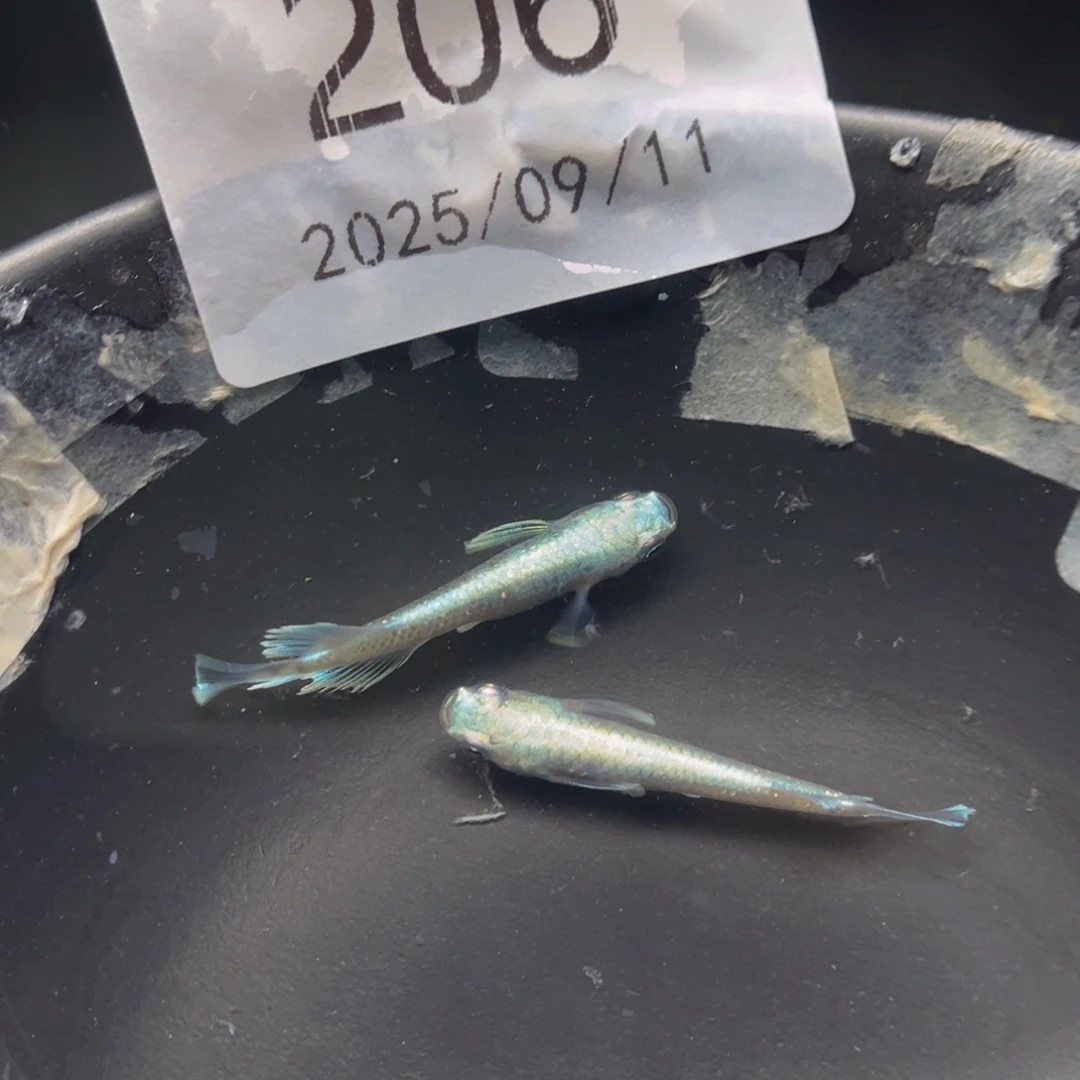 青鳉206玛利亚宽鳍一对