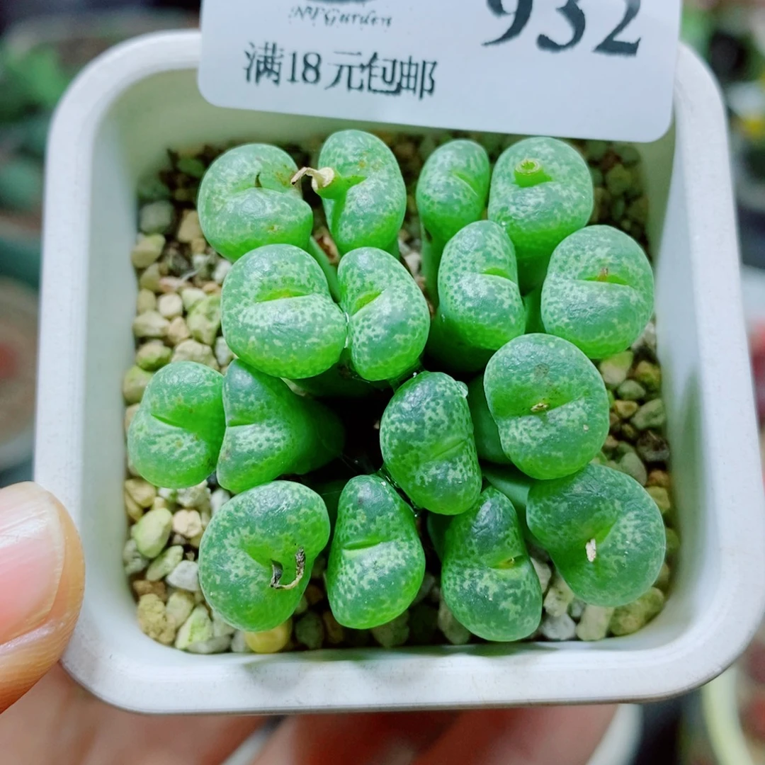 生石花花花花花花花花932