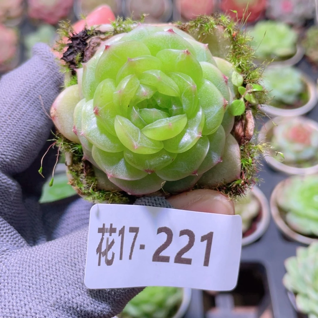 花利美17-221新品珍妮