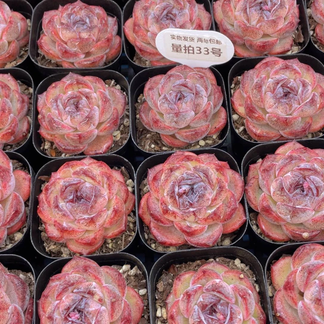 量拍33号开播福利丸叶糖心黑橙单头一个