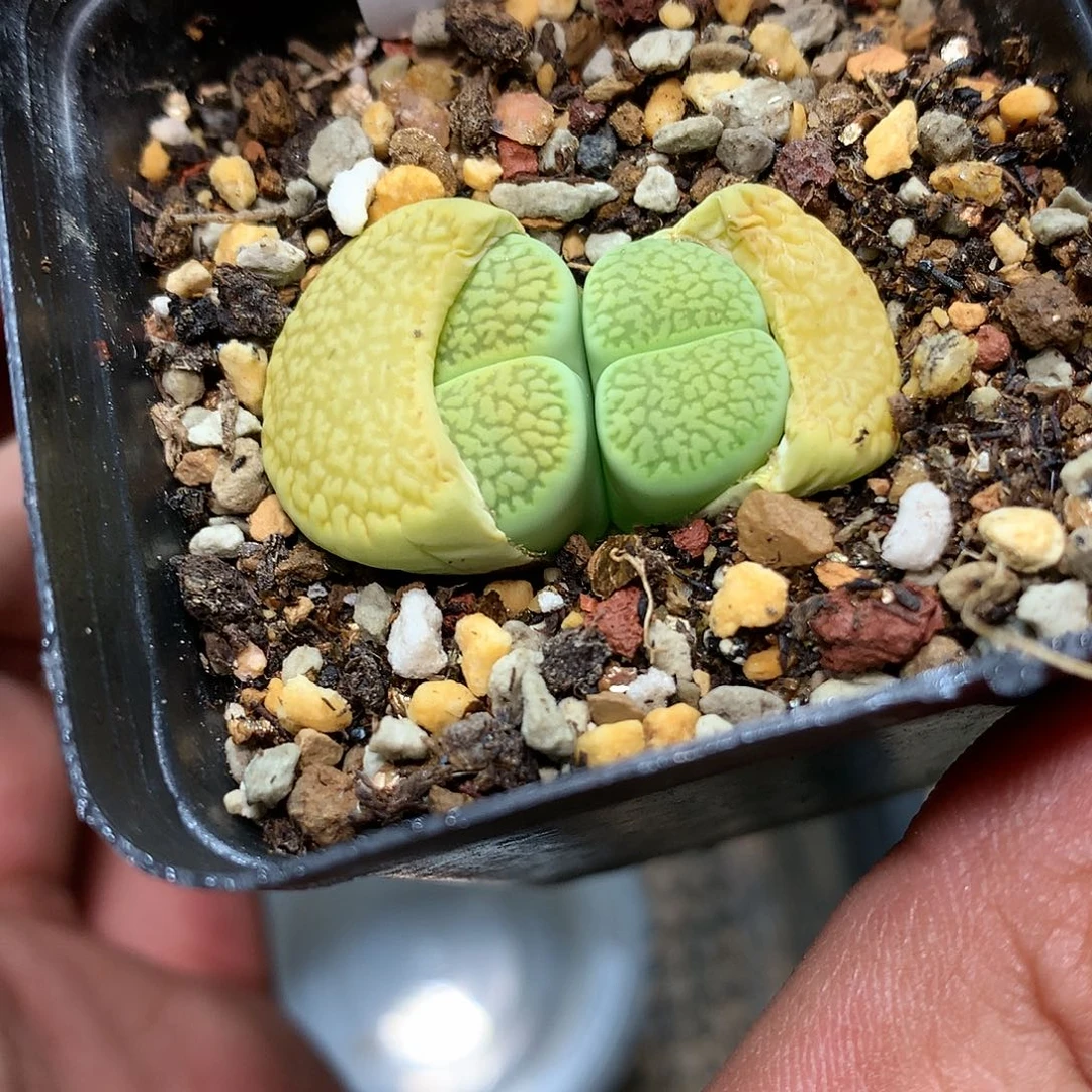 W938多肉植物保护