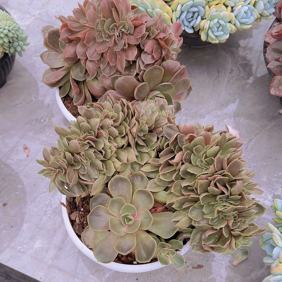 蛋***卷2414红灯缀多肉植物两颗