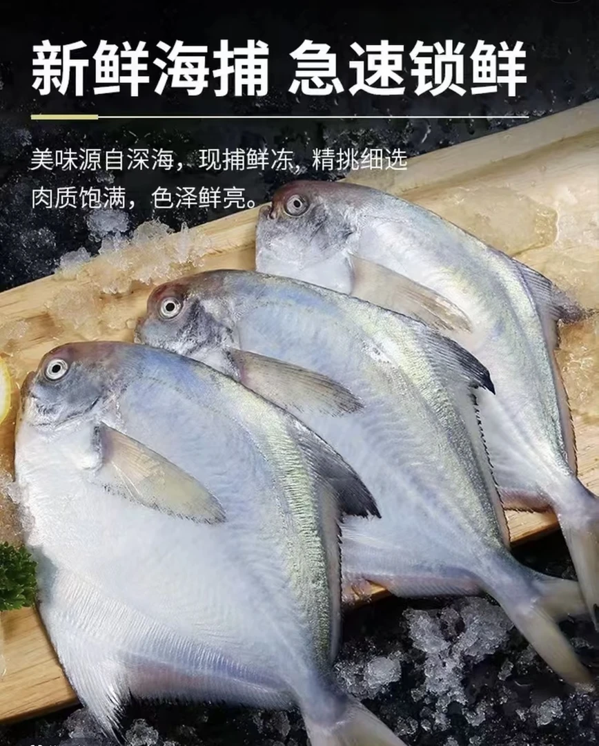 新鲜海海捕银鲳鱼5斤  4-6条/斤 冷链锁鲜
