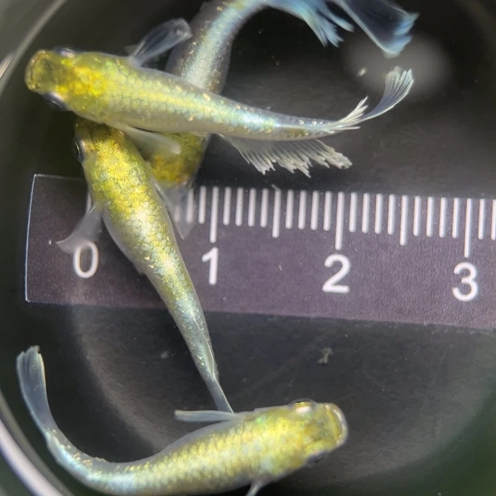 海水鱼帝姬青鳉26号